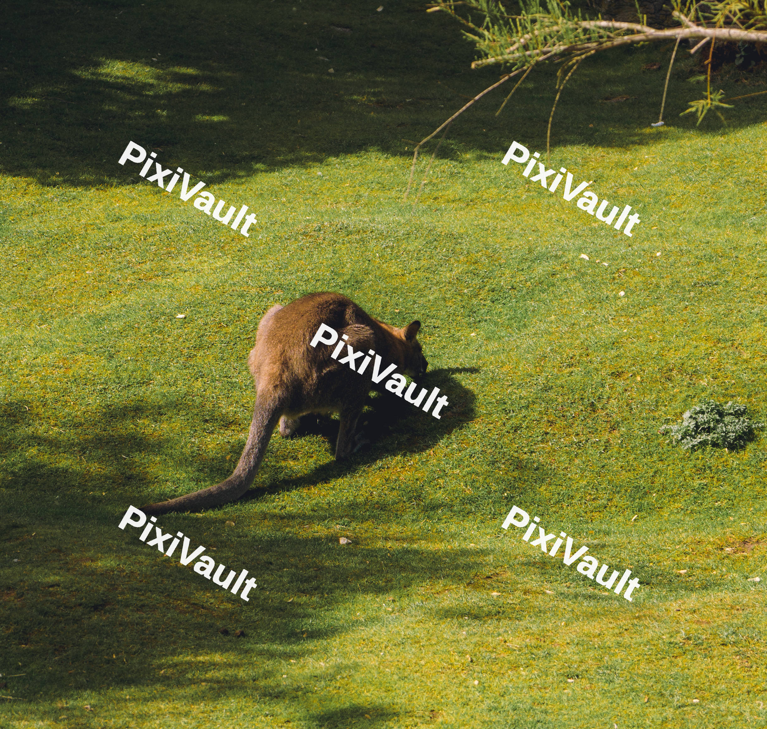 Kangaroo Grazing (Variation)
